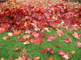 Leaf and Limb Pickup